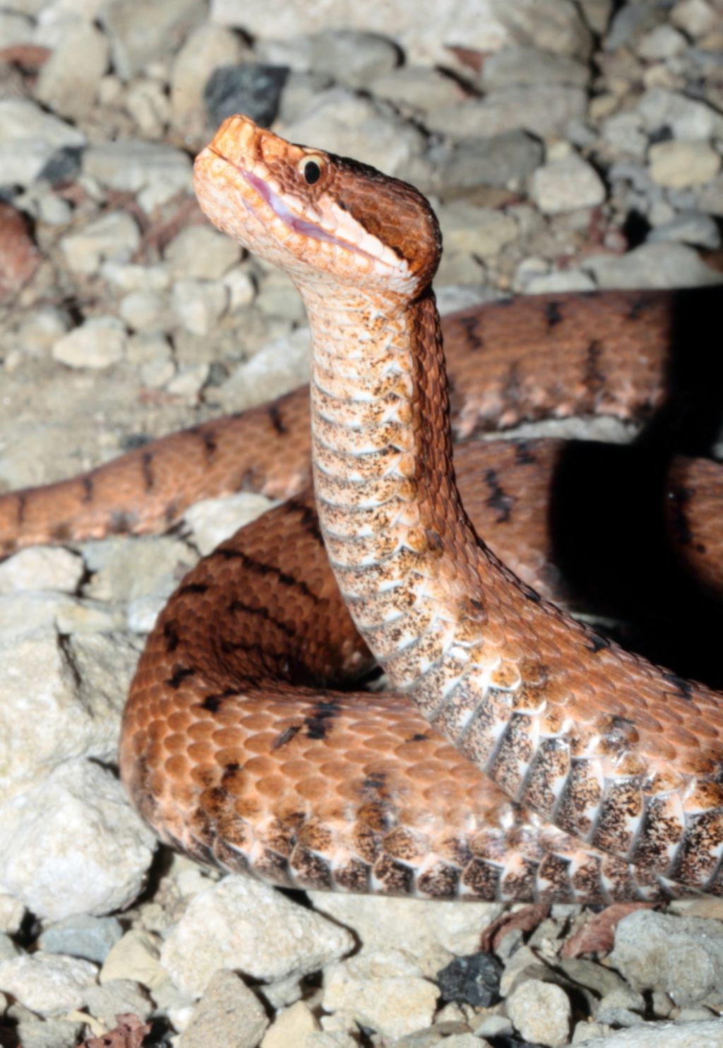 Orbettino, Vipera e Coronella al tramonto!